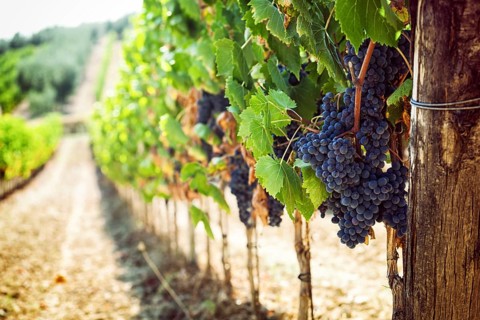 Tuscan vineyard with red grapes ready for harvest