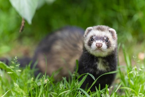 A weasel sits in the green grass and looks directly into the camera, polecat, ferret (Mustela