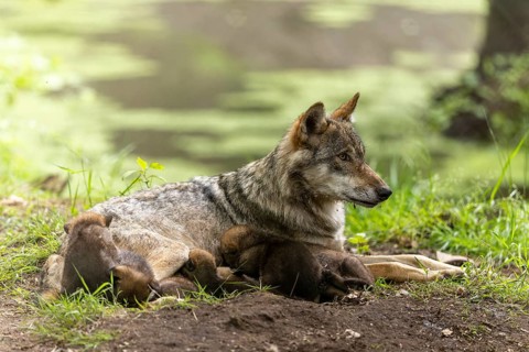 A wolf rests in a green environment, the pups cuddle up to their mother, European grey gray wolf