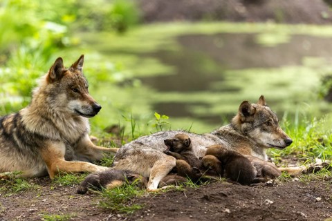 A pack of wolves lies in a green environment, the pups cuddle up to their mother, European grey