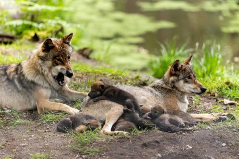 A pack of wolves rests in a green environment, the pups cuddle up to their mother while a wolf