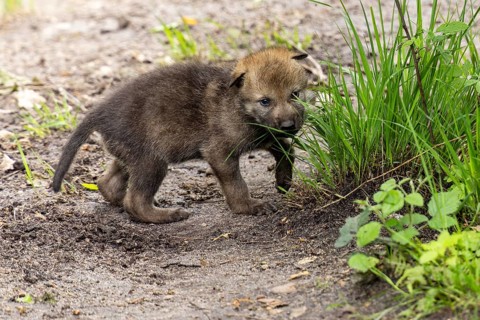 A small puppy curiously exploring a tuft of grass, European grey gray wolf (Canis lupus)