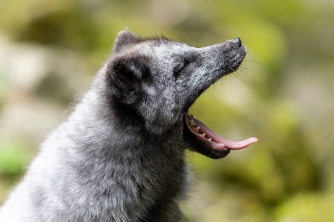 A dark grey fox yawns, surrounded by nature and moss-covered stones, arctic fox (Alopex lagopus)
