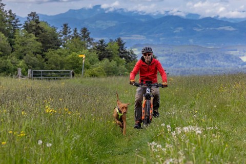 Mountain biker and traildog, Vizslar dog running next to bicycle in early summer on the Jura