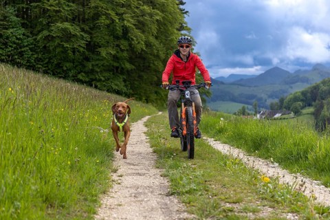 Mountain biker and traildog, Vizslar dog running next to bicycle in early summer on the Jura