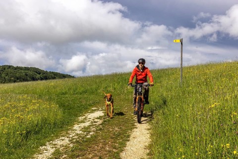 Mountain biker and traildog, Vizslar dog running next to bicycle in early summer on the Jura