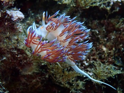 An elegant pair of colourful nudibranchs, Cratena peregrina, mating amidst marine plants in an
