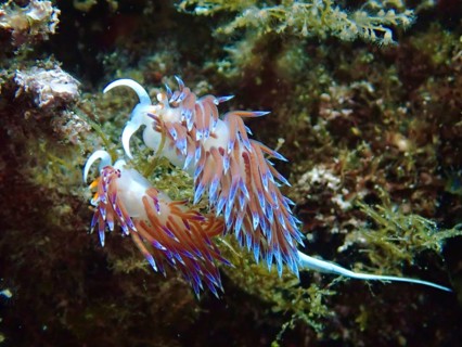 An elegant pair of colourful nudibranchs, migratory thread snails (Cratena peregrina), mating