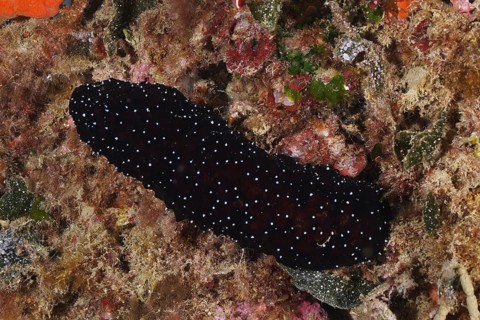 A dark spotted sea cucumber, white-tipped sea cucumber (Holothuria polii), on the seabed in the
