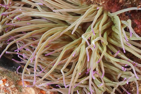 A opelet anemone (Anemonia sulcata) with long tentacles on the seabed in the underwater world. Dive