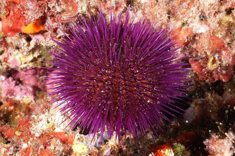 A spiny purple sea urchin (Sphaerechinus granularis) on the seabed in a marine environment. Dive