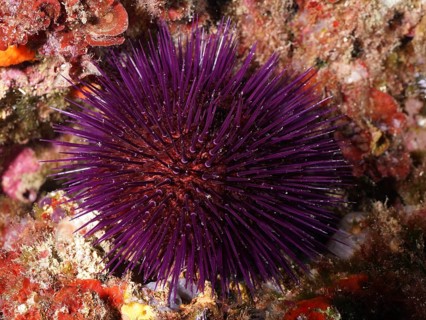 A spiny purple sea urchin (Sphaerechinus granularis) on the seabed in an underwater world. Dive