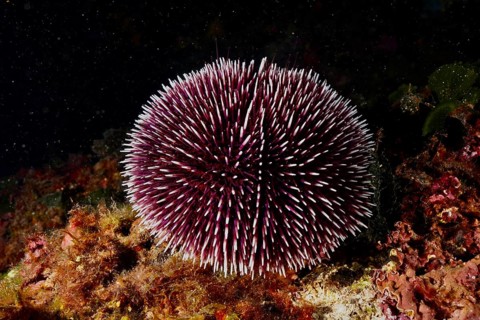 A spiny purple sea urchin (Sphaerechinus granularis) on the seabed in a dark underwater environment