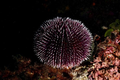 A single purple sea urchin (Sphaerechinus granularis) sits on a rock in the dark. Dive site Cap de