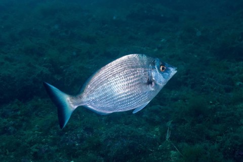 A lone fish, sharpshout seabream (Diplodus puntazzo), swims through the blue waters of the ocean.