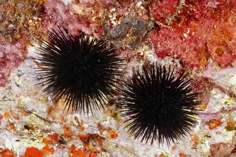 Two specimens of black sea urchin (Arbacia lixula) clinging to a rock underwater. Dive site Marine