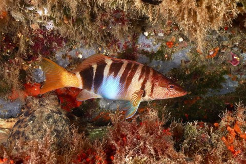 A coloured scribefish (Serranus scriba) swims next to rocks and algae in the sea. Dive site Marine