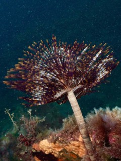 A brown-black fan-like organism, mediterranean fanworm (Sabella spallanzanii), which grows