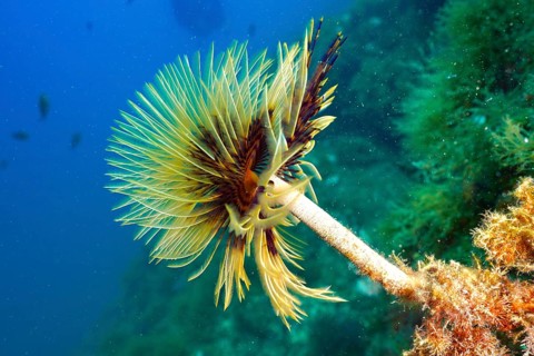 A colourful spiral sea spine (Sabella spallanzanii) growing in the blue waters of the ocean. Dive