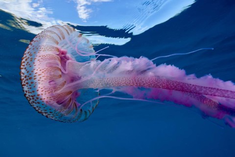 A colourful mauve stinger (Pelagia noctiluca) floats below the surface. Dive site Cap de Creus