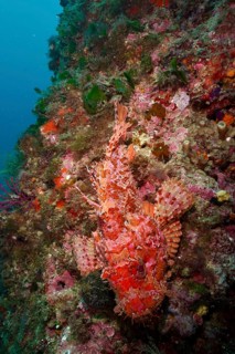 A red, speckled fish, red scorpionfish (Scorpaena scrofa), sea sow, lies on a colourful underwater