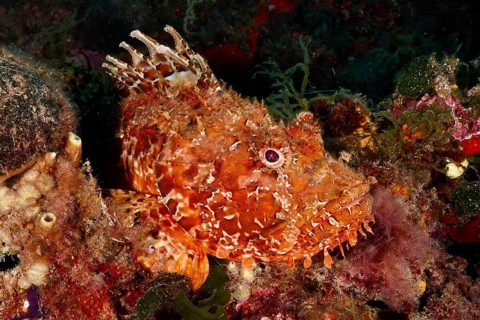 A close-up of a red speckled fish, red scorpionfish (Scorpaena scrofa), sea sow, surrounded by