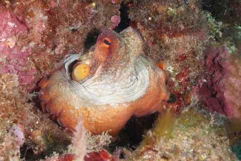 Common Octopus (Octopus vulgaris), common octopus, hiding among pink and green rocks underwater.