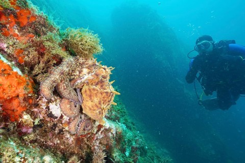 Diver observing a Common Octopus (Octopus vulgaris), common octopus, underwater, in a rocky