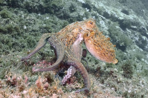 Common Octopus (Octopus vulgaris), common octopus, on a rock under water. Dive site Marine