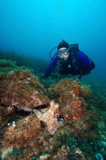 A diver underwater observing a Common Octopus (Octopus vulgaris), common octopus, on a rock among