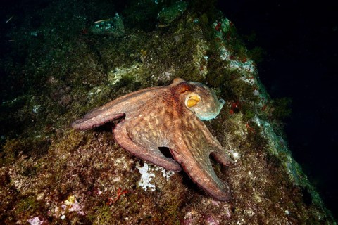 A Common Octopus (Octopus vulgaris), common octopus, on a rocky seabed surrounded by algae and