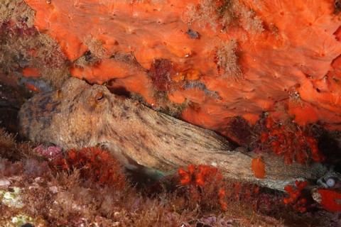 A Common Octopus (Octopus vulgaris), common octopus, under a rock, surrounded by colourful sponges
