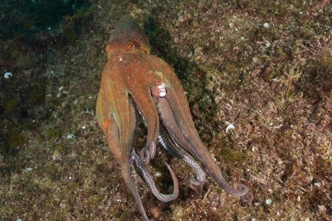 A Common Octopus (Octopus vulgaris), common octopus, on the run underwater. Dive site Marine