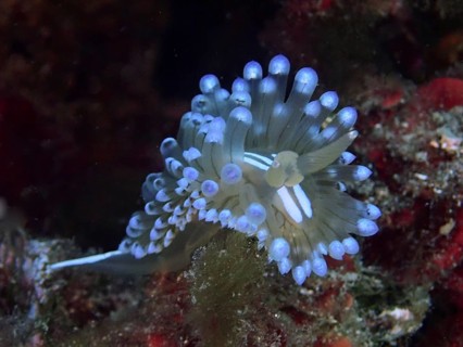 Bright blue striped thick-billed slug (Janolus cristatus) in a dark underwater environment. Dive