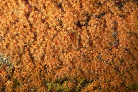 Dense accumulation of Yellow cluster anemone (Parazoanthus axinellae) under water. Dive site Marine