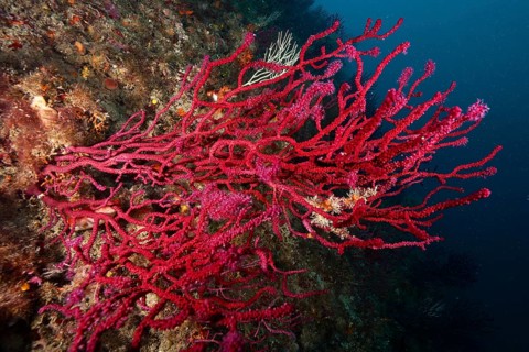 Underwater image shows dense, red coral structures, Violescent sea-whip (Paramuricea clavata),