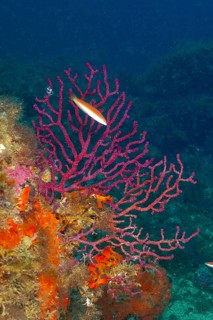 Underwater image of bright red coral structures, Violescent mediterranean rainbow wrasse (Coris
