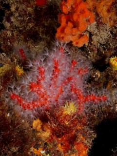 Detailed underwater image showing bright red and white coral structures, red coral (Corallium