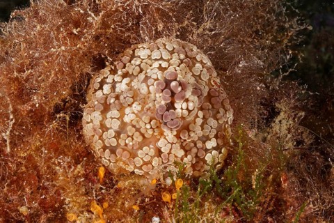 Berry anemone, miracle anemone (Alicia mirabilis), sea anemone, by day. Dive site Marine reserve