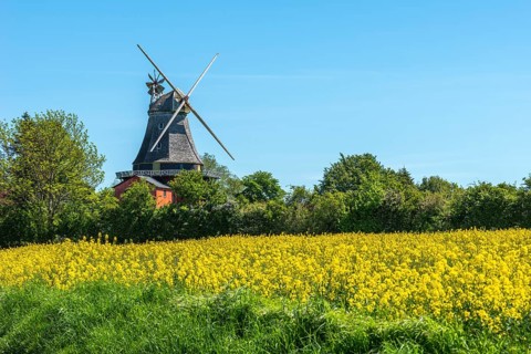 Lindelse Molle, restored mill, Rudkobing, Geo Park South Funen, agriculture, rapeseed cultivation,