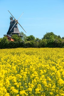 Lindelse Molle, restored mill, Rudkobing, Geo Park South Funen, agriculture, rapeseed cultivation,