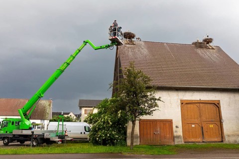 White stork (Ciconia ciconia), ringing, nest on barn, Göggingen, Sigmaringen district,