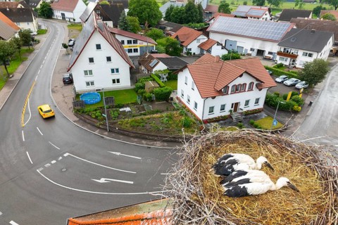 Young white storks (Ciconia ciconia) in the nest, location, Göggingen, Sigmaringen district,