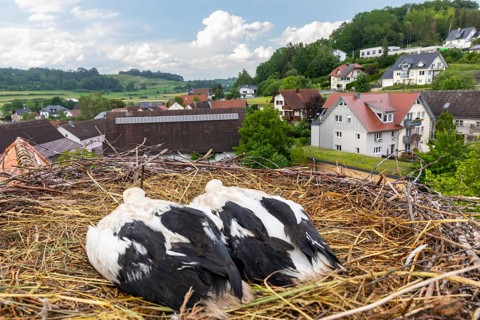 Young white storks (Ciconia ciconia) in the nest, location, Göggingen, Sigmaringen district,