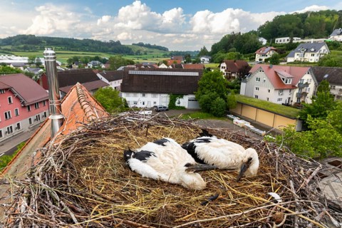 Young white storks (Ciconia ciconia) in the nest, location, Göggingen, Sigmaringen district,