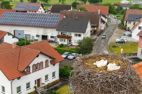 Young white storks (Ciconia ciconia) in the nest, location, Göggingen, Sigmaringen district,
