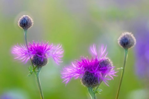 Perennial cornflower (Centaurea montana), Asteraceae, Leibertingen, Upper Danube nature park Park,