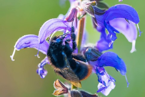 Red-tailed bumblebee (Bombus lapidarius) on a meadow clary (Salvia pratensis), Lamiaceae,