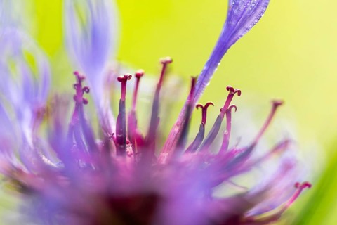 Perennial cornflower (Centaurea montana), Asteraceae, Irndorfer Hardt, Upper Danube nature park