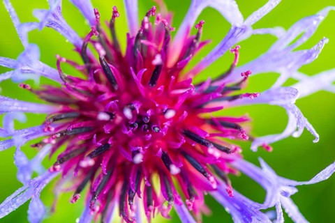 Perennial cornflower (Centaurea montana), Asteraceae, Irndorfer Hardt, Upper Danube nature park
